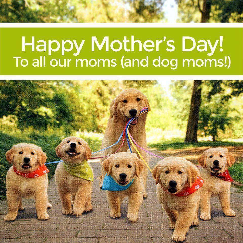 Dogmother Day :) – MaryO.co